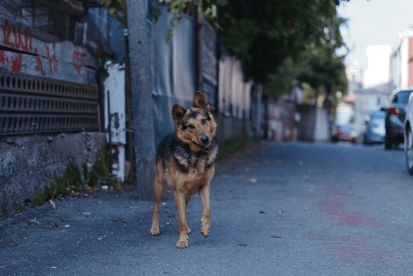 The Dog in the&nbsp;Alleyway
